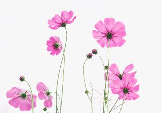pinkwildflower4302110_1920.jpg