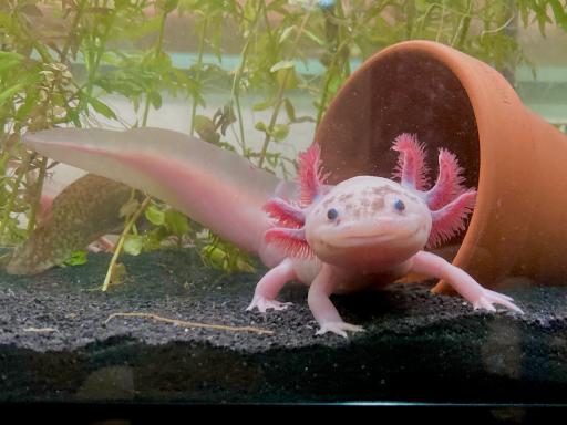 9 cute pink axolotl .jpg