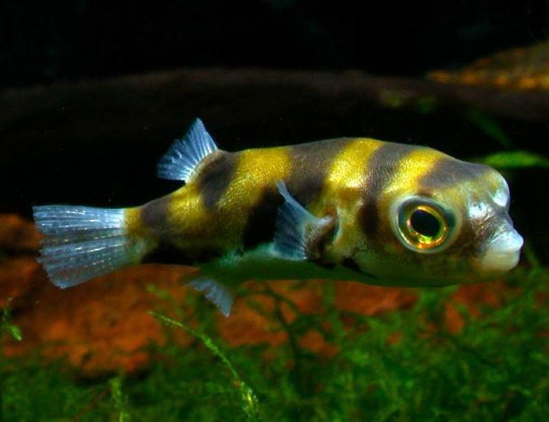 FreshwaterAmazonPuffer.jpg