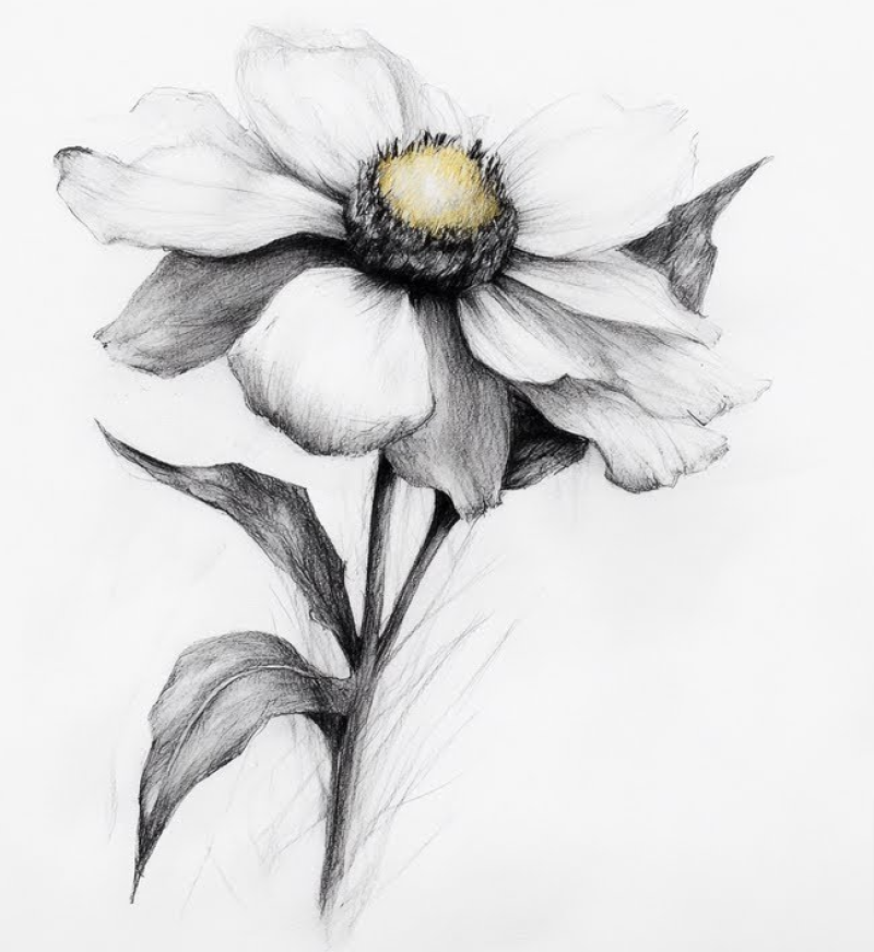 434LiveWildflowerPencilDrawingClassStepbyStepTutorialforPatronsYouTube10232024_06_35_PM.png