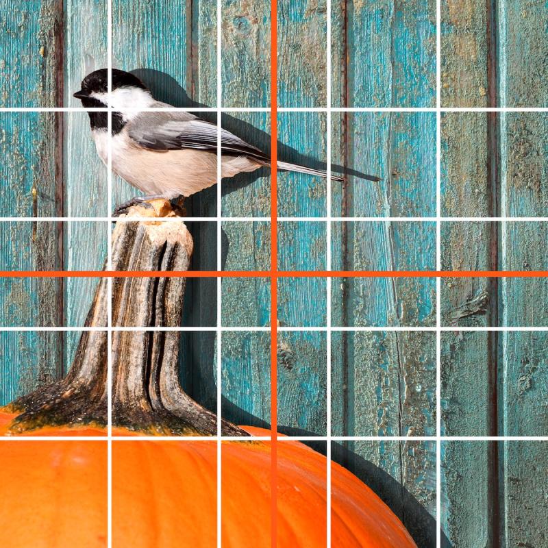 10x10 grid chickadee pumpkin  copy.jpg