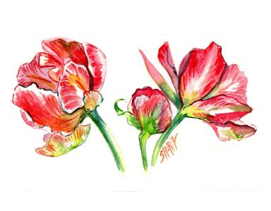 How to watercolor Tulips in a Botanical Style step by step 