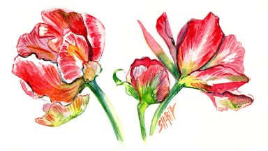 How to watercolor Tulips in a Botanical Style step by step 
