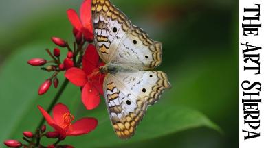 BUTTERFLY ON RED FLOWER Beginners Learn to paint Acrylic Tutorial Step by Step