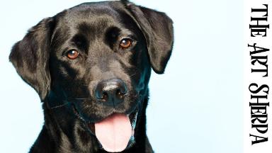 Painting a black store dog in acrylics