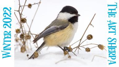 Chickadee bird in Snow ☃️❄️ How to paint acrylics for beginners: A step-by-step tutorial