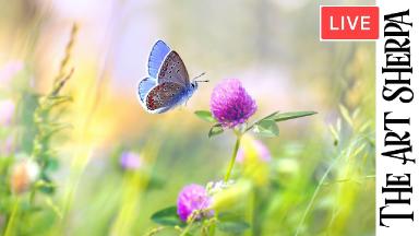 Spring butterfly and Clover flower 🌟🎨 How to paint acrylics for beginners: Paint Night at Home