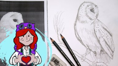 Beginner How to Draw Barn Owl Tutorial