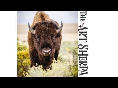How to paint a Buffalo in Yellow flowers Acrylic Painting Tutorial Southwest Art Week