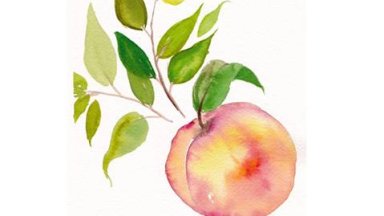 Simple Peach  in Watercolor